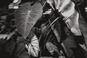 Leaves, flash, heart, plants, wind.