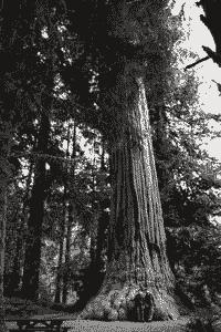 Sequoia, redwood, tree, tall, self-portrait, friend, hand, trunk, bark, forest.