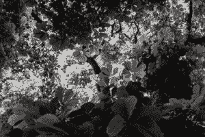 Tree, canopy, leaves, light, still.